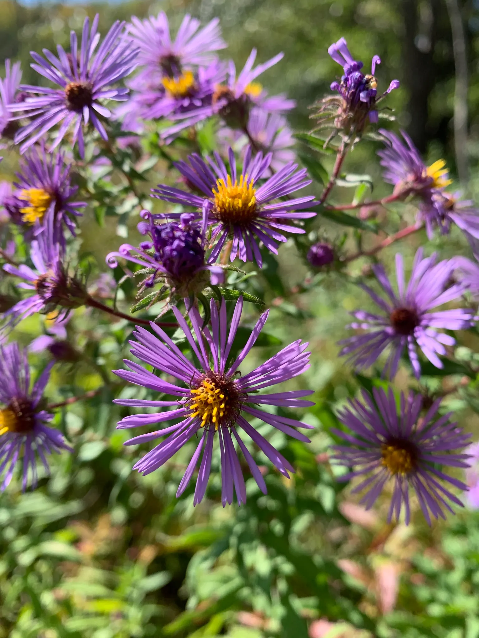 New England Aster (Aster Novae-Angliae) — occasional pruning may be necessary to maintain a tidy appearance; offering late-season color and wildlife support