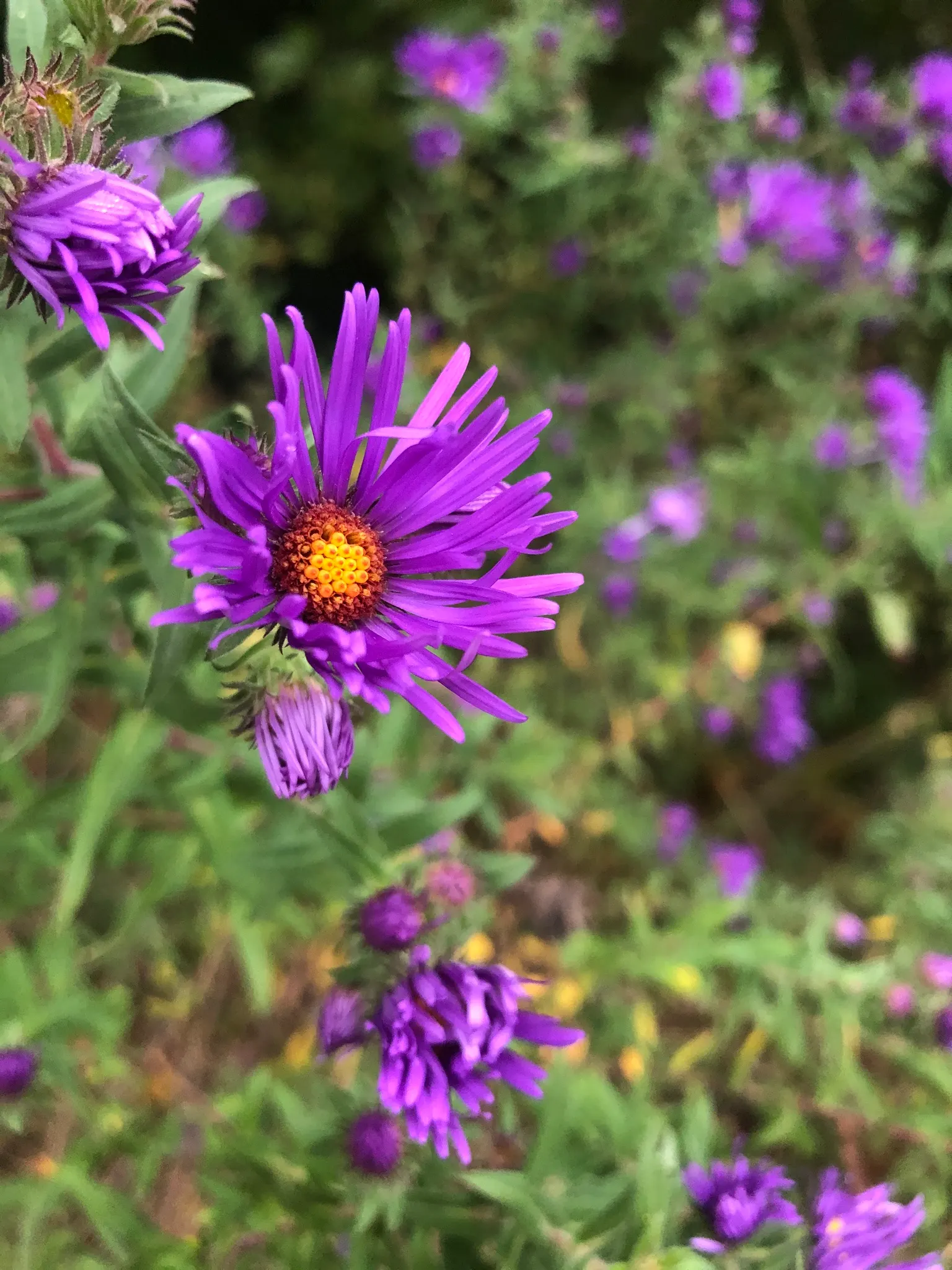 New England Aster (Aster Novae-Angliae) — The New England Aster (Aster novae-angliae) is a charismatic perennial; perennial for full, image 53