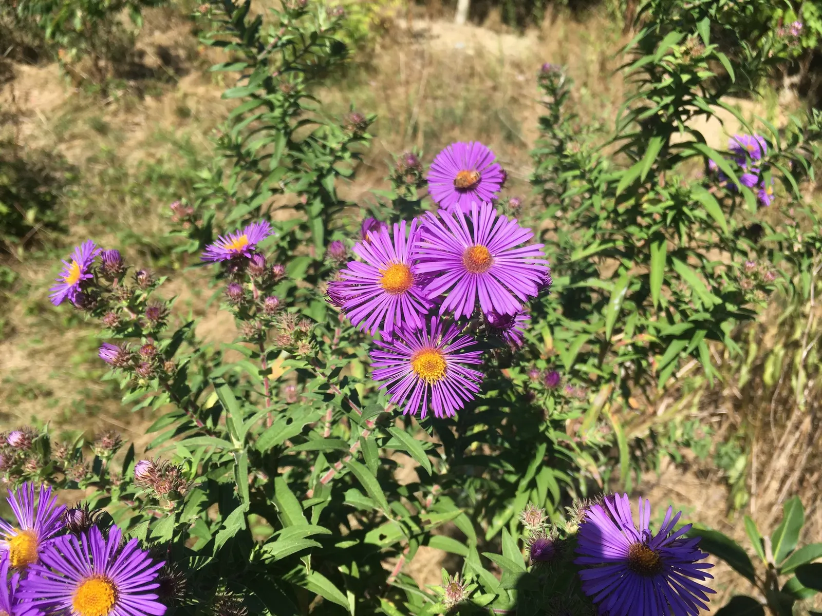 New England Aster (Aster Novae-Angliae) — Reaching heights of 3-6 feet with a spread of 2-3 feet; particularly attracting butterflies, image 49