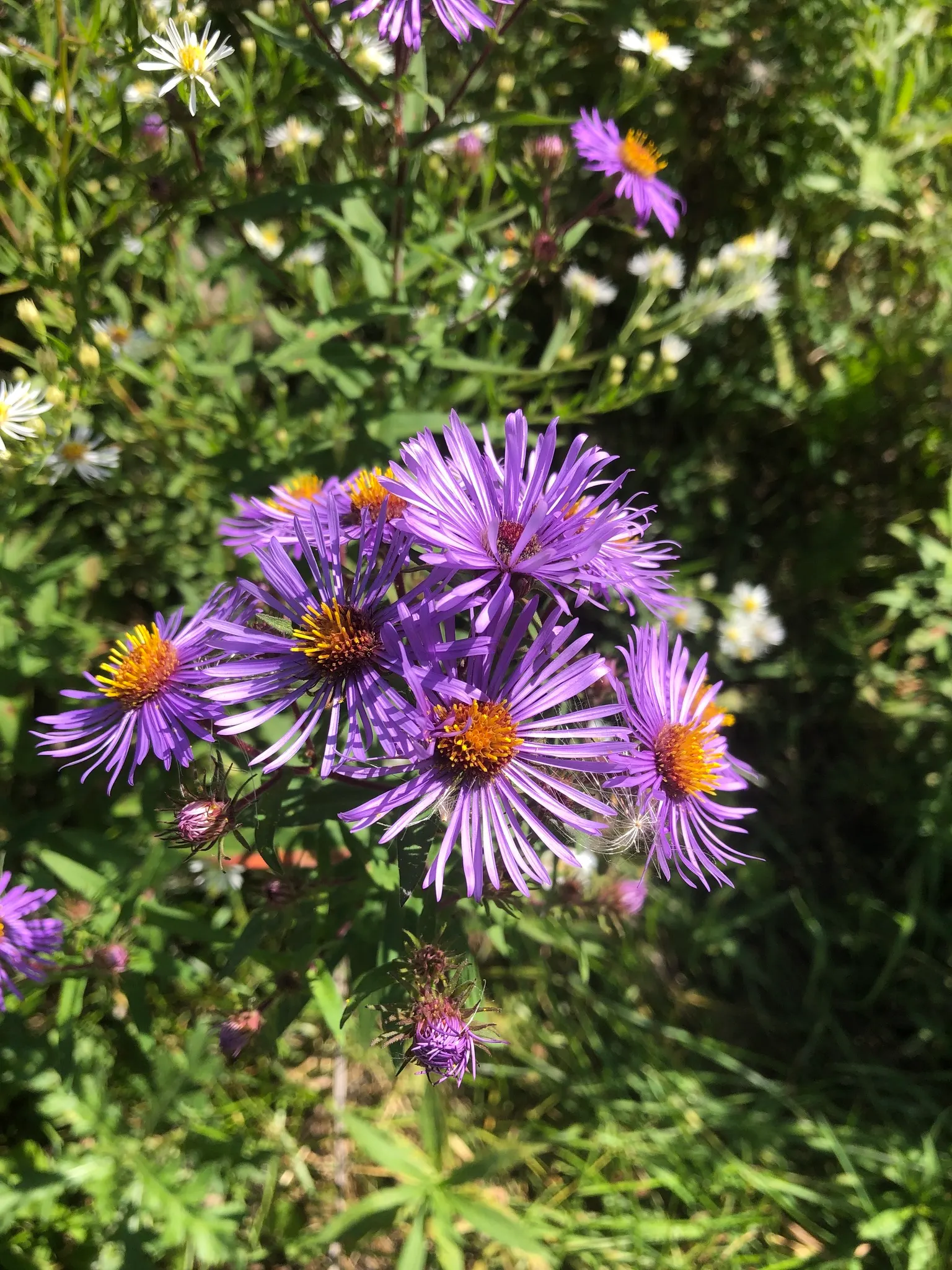 New England Aster (Aster Novae-Angliae) — It's noteworthy for its resilience against common pests and diseases; the New England Aster (Aster novae-angliae) is