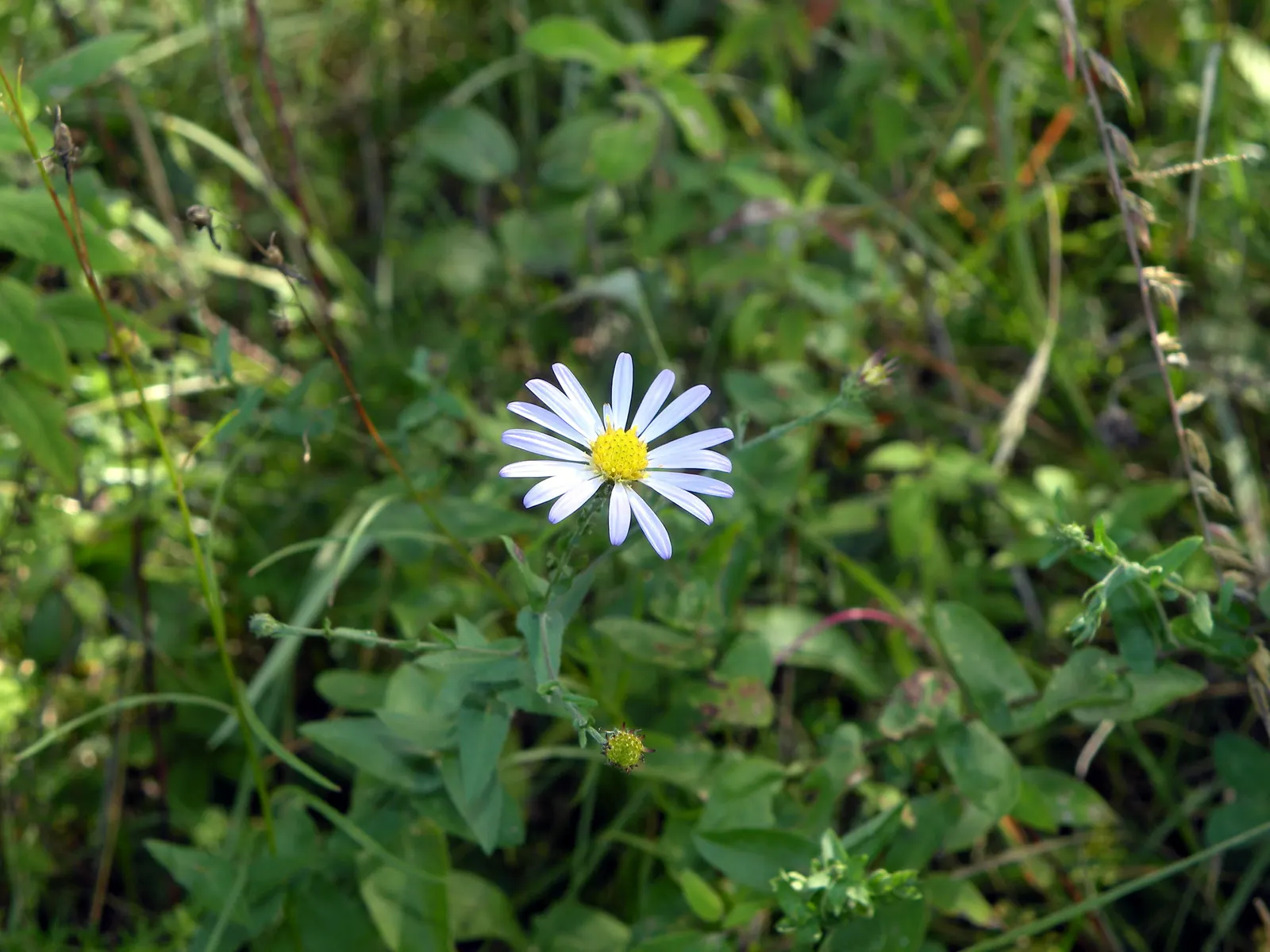New England Aster (Aster Novae-Angliae) — occasional pruning may be necessary to maintain a tidy appearance