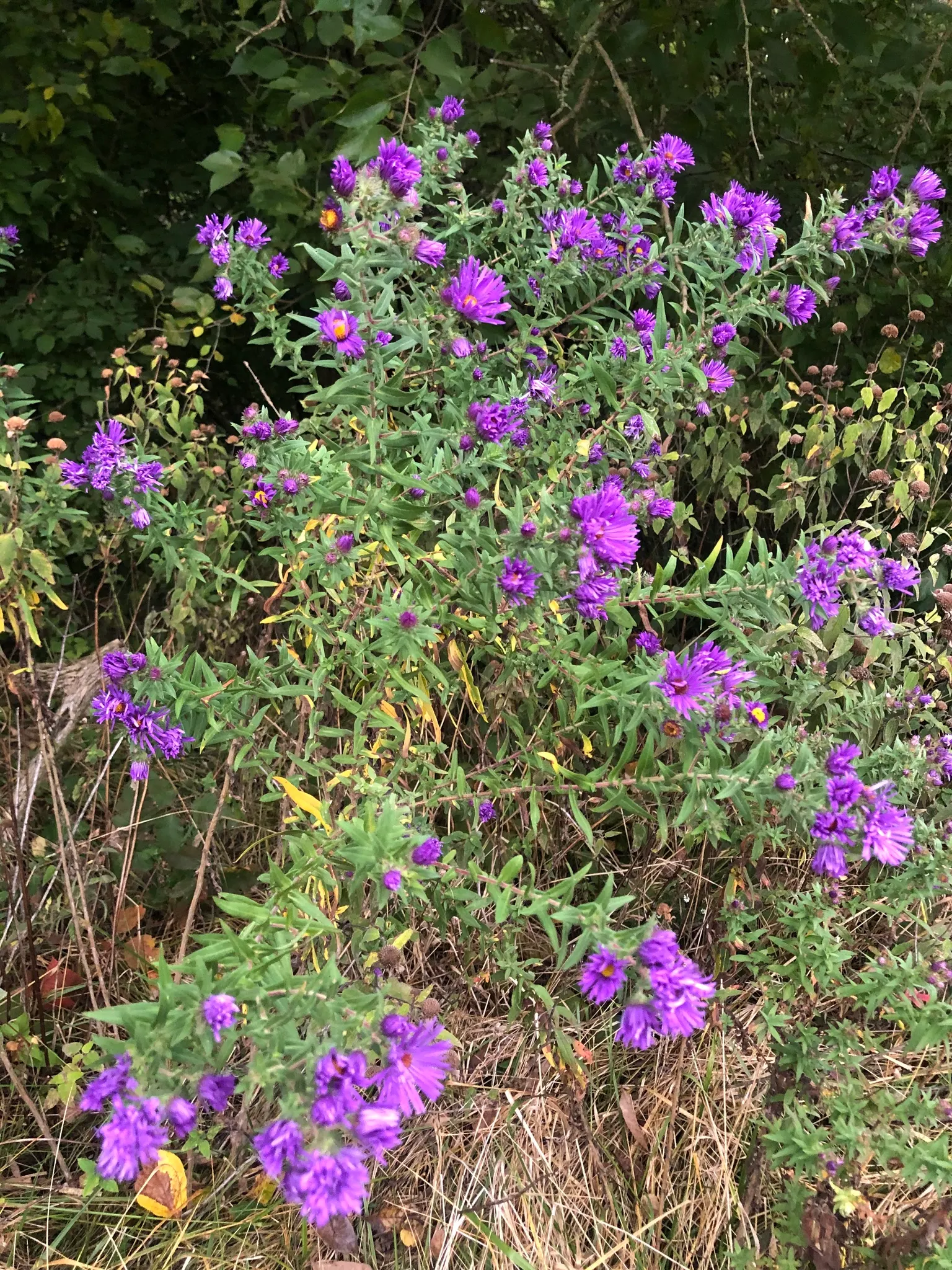 New England Aster (Aster Novae-Angliae) — This hardy plant can reach an impressive height of 3 to 6 feet with a spread of about 2 to 3 feet, image 58