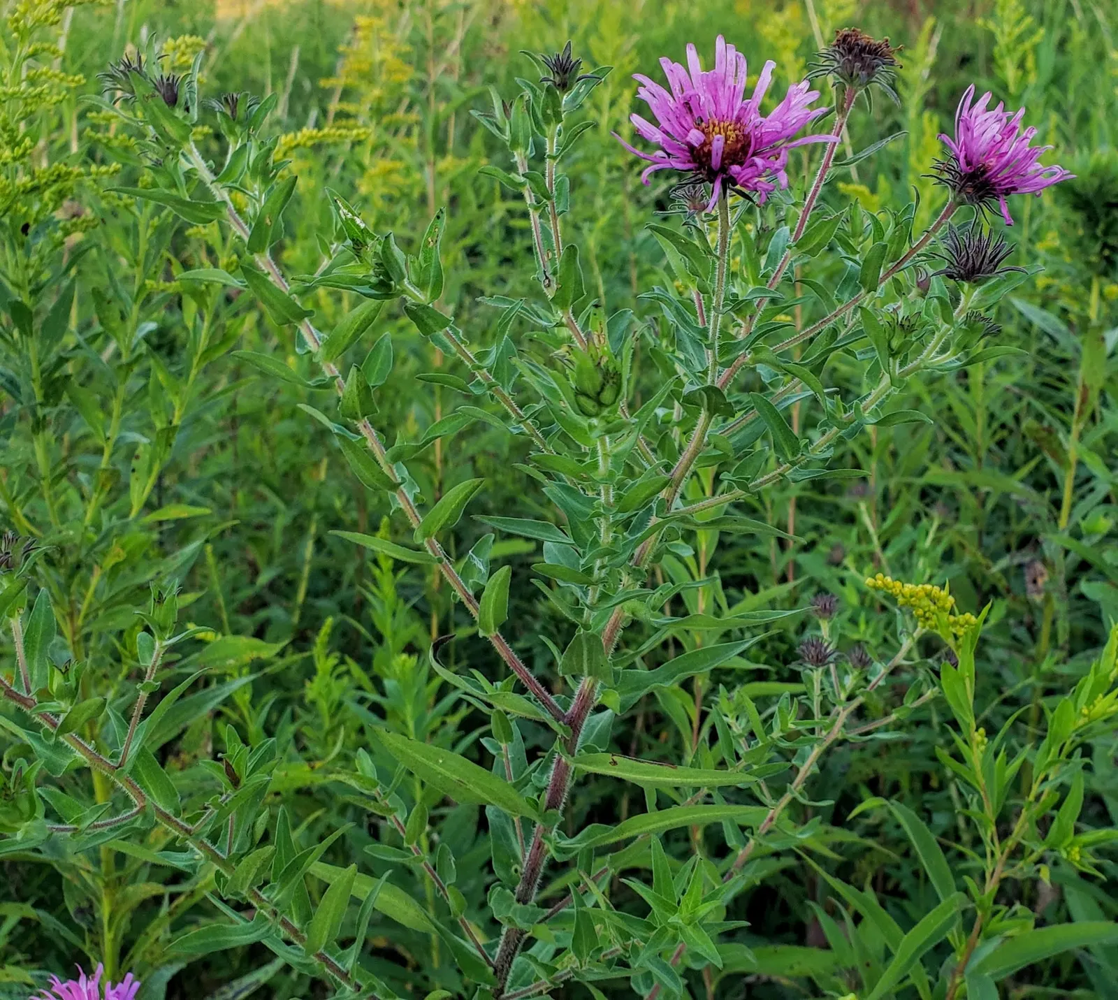 New England Aster (Aster Novae-Angliae) — indigenous to the Northeastern United States; the New England Aster (Aster novae-angliae) is a, image 54