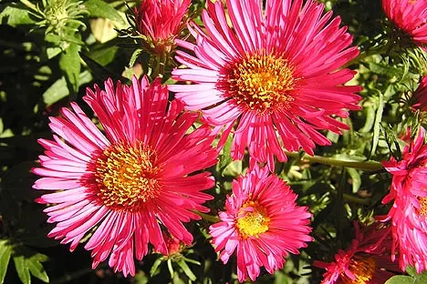 New England Aster (Aster Novae-Angliae) — It prefers moist, well-drained soils with a pH that ranges from mildly acidic to neutral; it's noteworthy, image 85