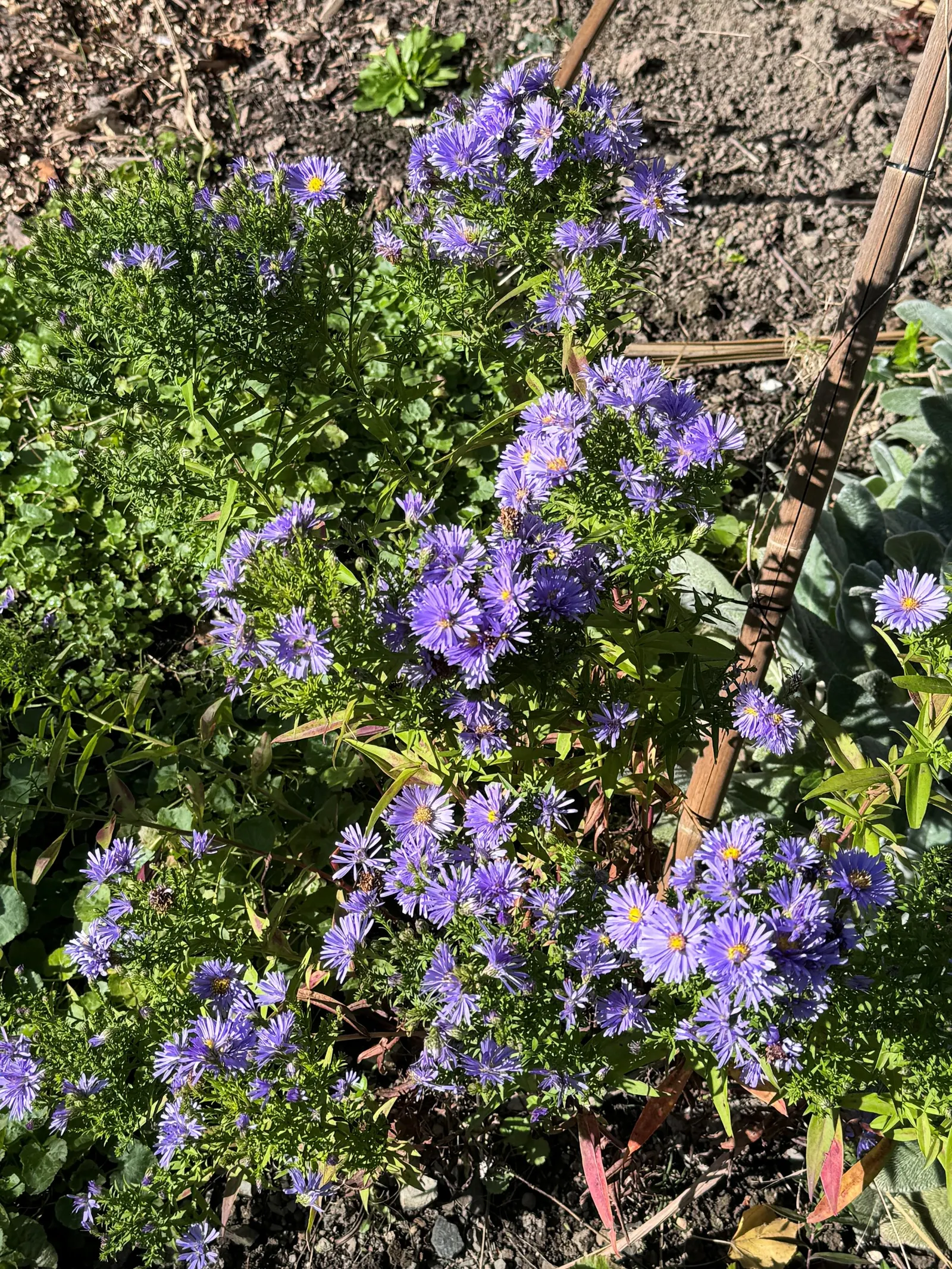 New England Aster (Aster Novae-Angliae) — which can offer an additional layer of life and activity to the landscape