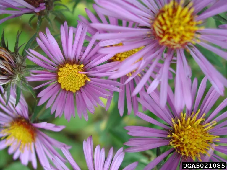 New England Aster (Aster Novae-Angliae) — This hardy plant can reach an impressive height of 3 to 6 feet with a spread of about 2 to 3 feet, image 35