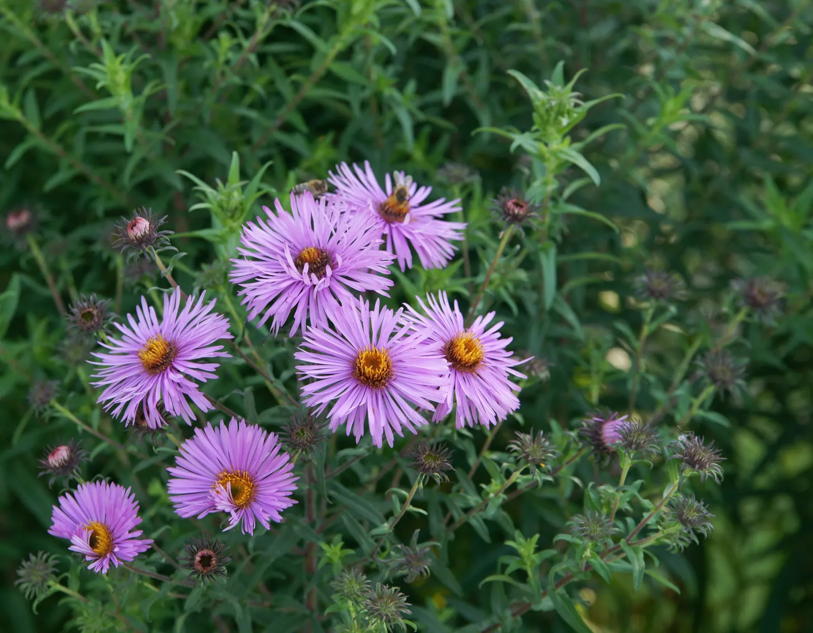 New England Aster (Aster Novae-Angliae) — Reaching heights of 3-6 feet with a spread of 2-3 feet; particularly attracting butterflies