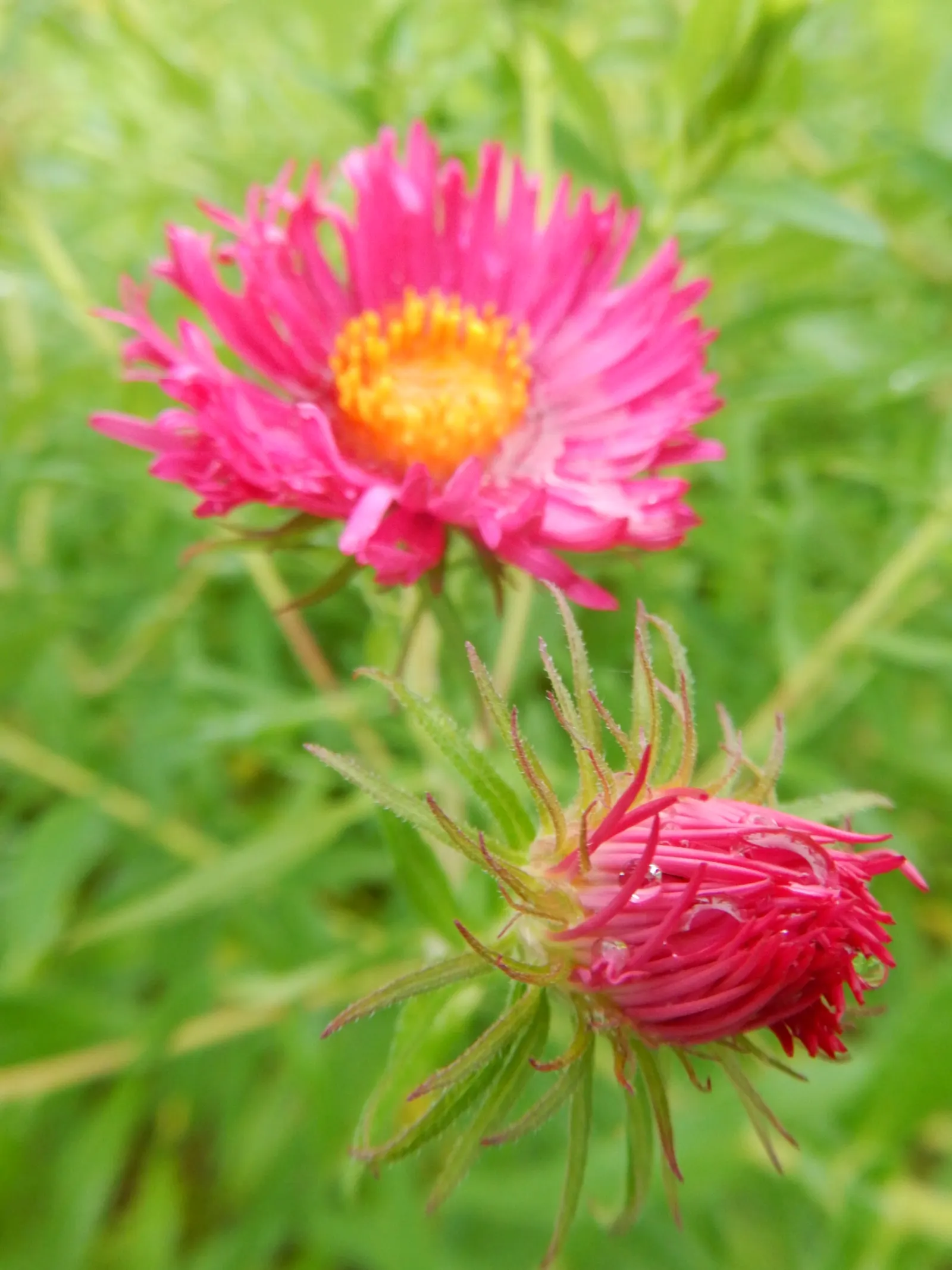 New England Aster (Aster Novae-Angliae) — and flourishes in full sun to partial shade; it provides a dramatic splash of color leading up to the first frosts of