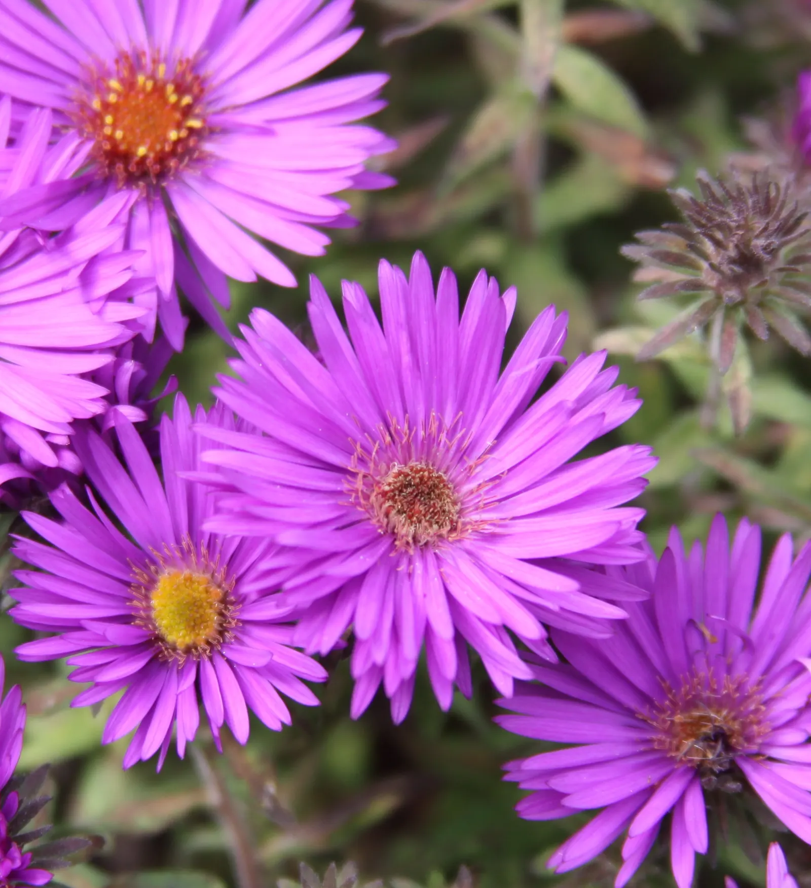 New England Aster (Aster Novae-Angliae) — particularly attracting butterflies; indigenous to the Northeastern United States
