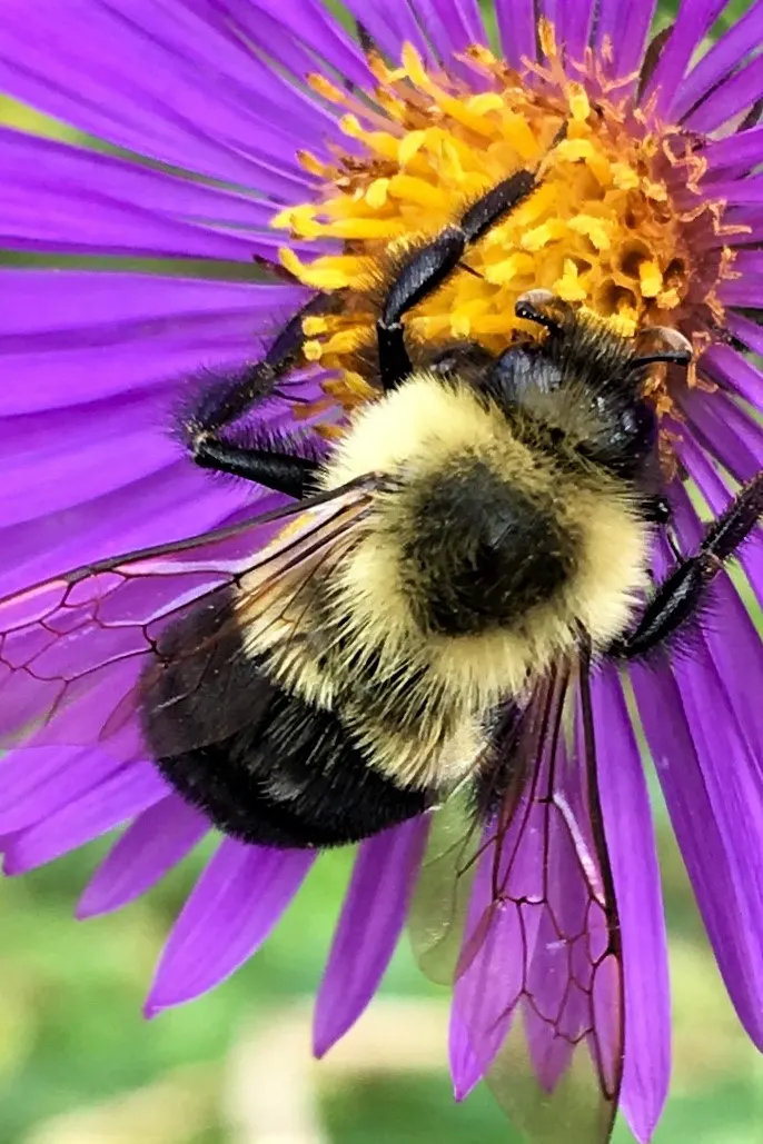 New England Aster (Aster Novae-Angliae) — particularly attracting butterflies; indigenous to the Northeastern United States, image 64