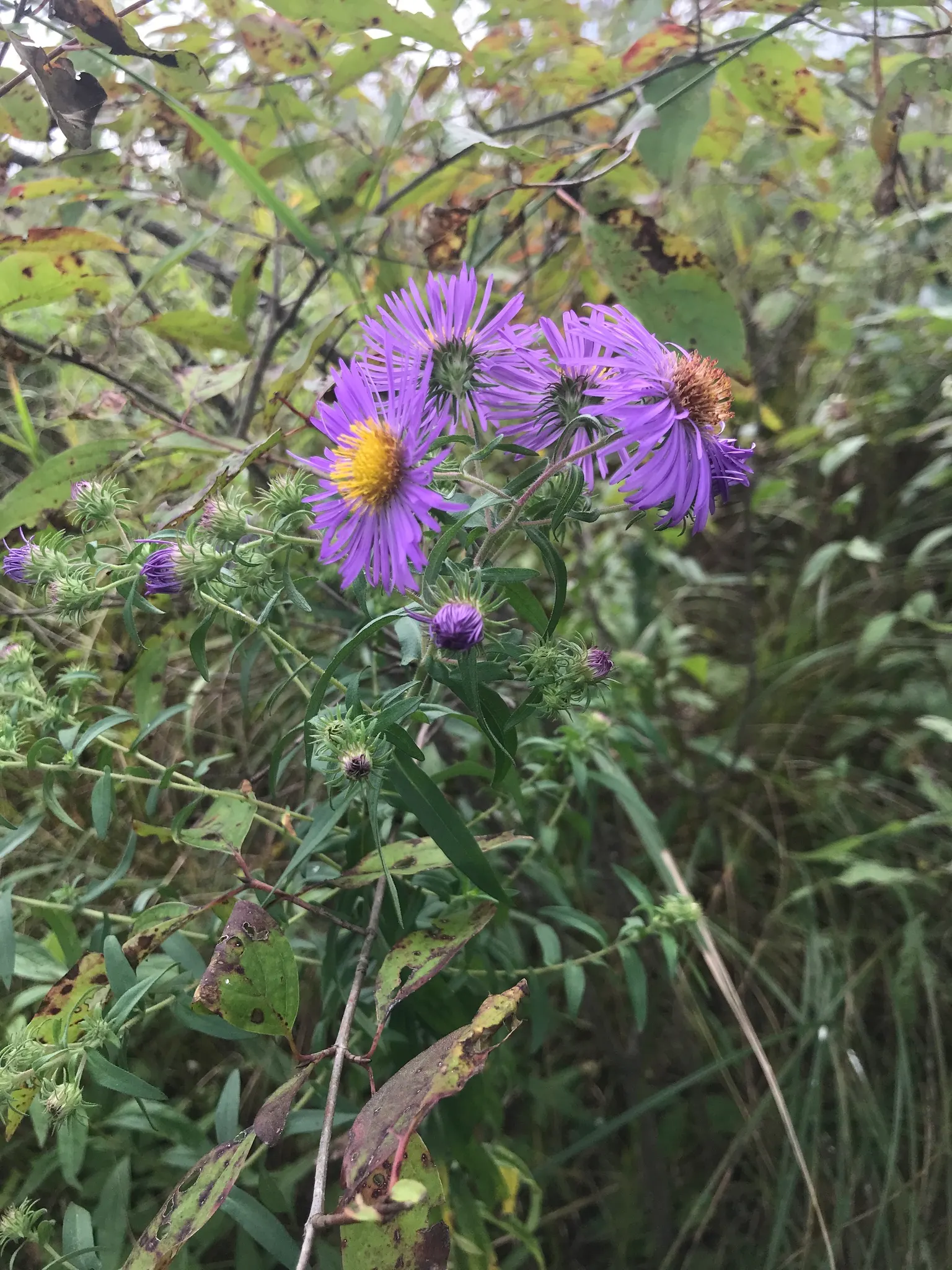 New England Aster (Aster Novae-Angliae) — offering late-season color and wildlife support; it prefers moist, well-drained soils with a pH that, image 52