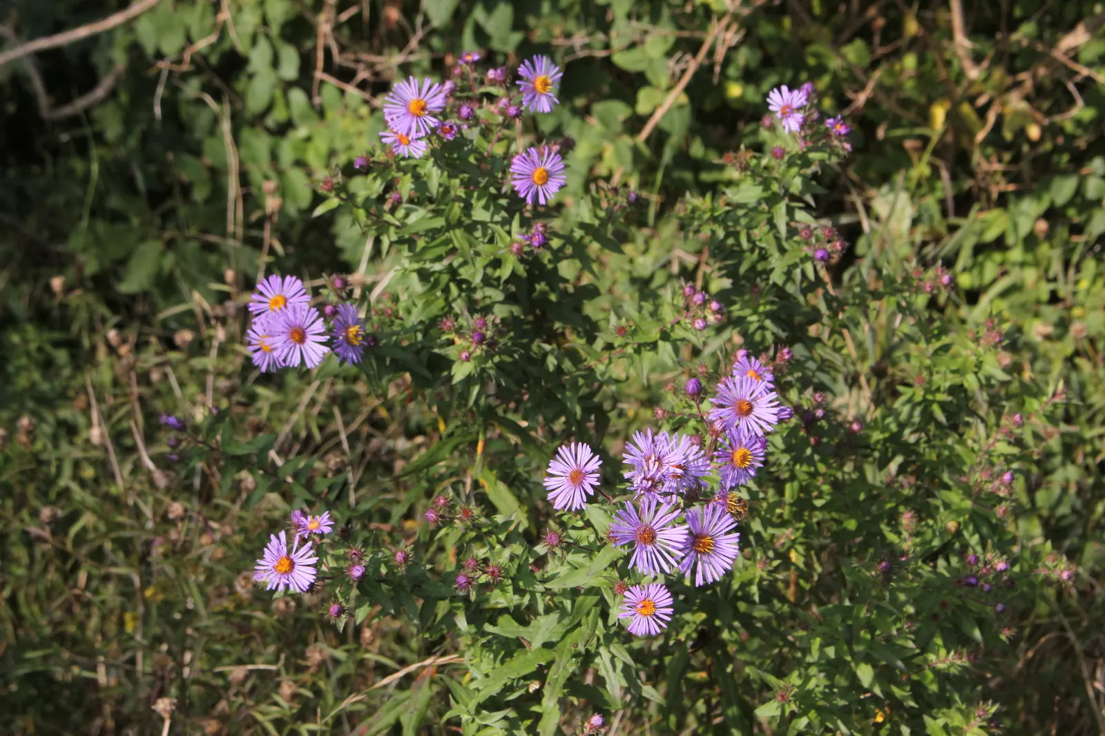 New England Aster (Aster Novae-Angliae) — The New England Aster (Aster novae-angliae) is a hardy perennial; it boasts vibrant purple to rose-hued, image 47