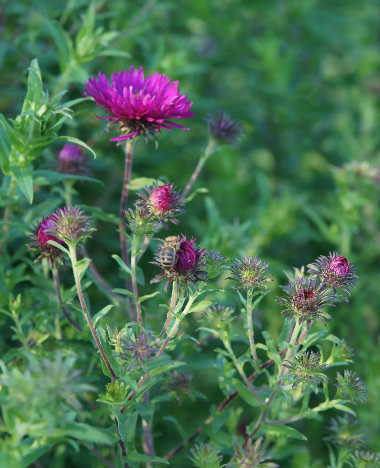 New England Aster (Aster Novae-Angliae) — The New England Aster (Aster novae-angliae) is a charismatic perennial; perennial for full