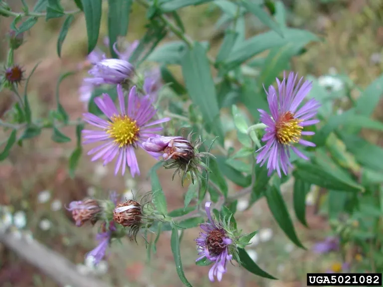 New England Aster (Aster Novae-Angliae) — Typically blooming in the late summer through fall; occasional pruning may be necessary to maintain a tidy appearance