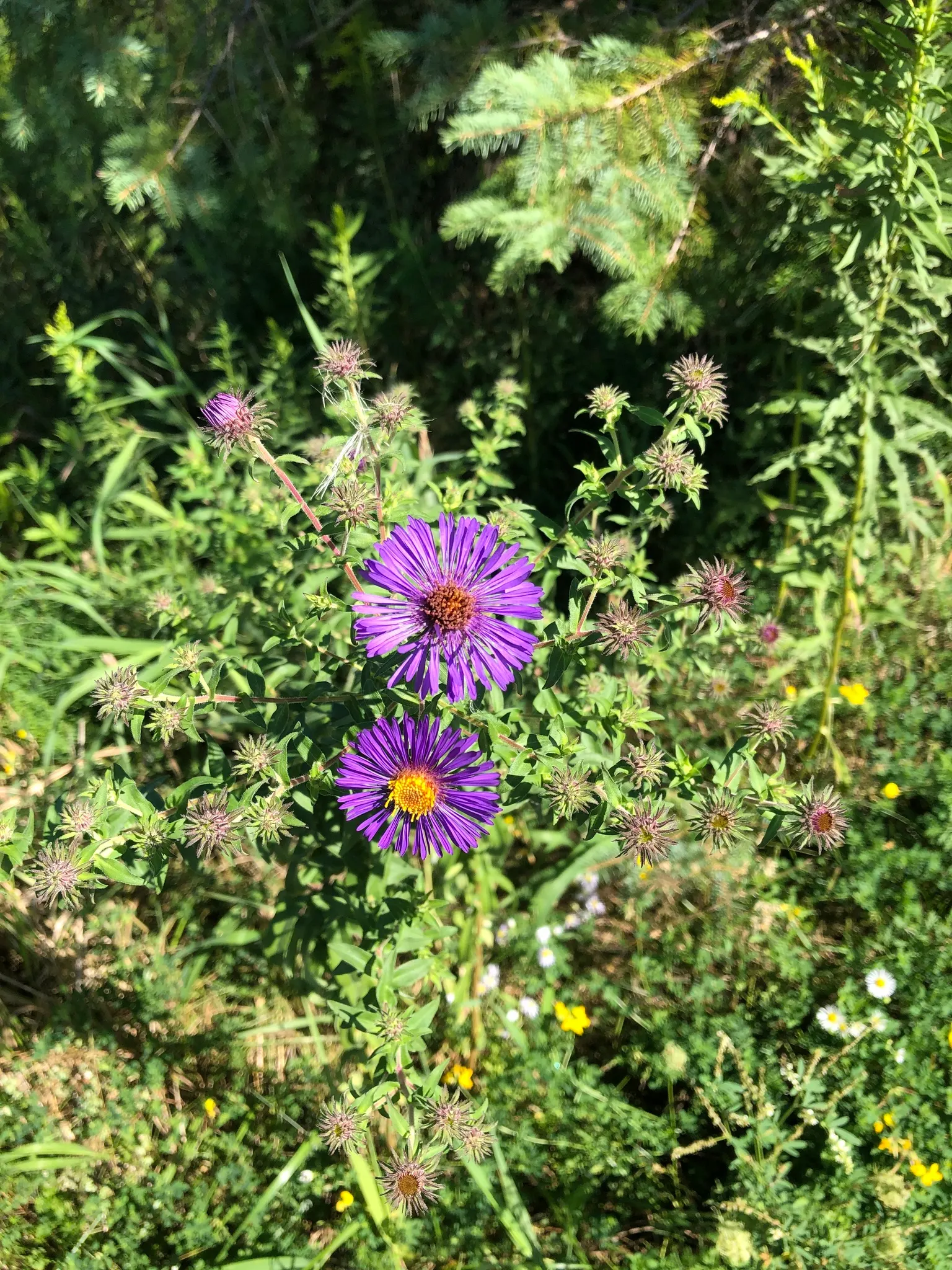 New England Aster (Aster Novae-Angliae) — Given its height and potential for a bushy growth habit; supporting a symbiotic relationship with the region's native
