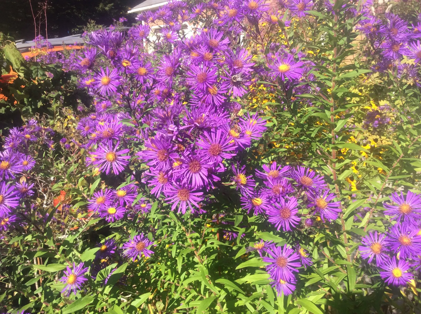 New England Aster (Aster Novae-Angliae) — it boasts vibrant purple to rose-hued blooms; and flourishes in full sun to partial shade, image 50