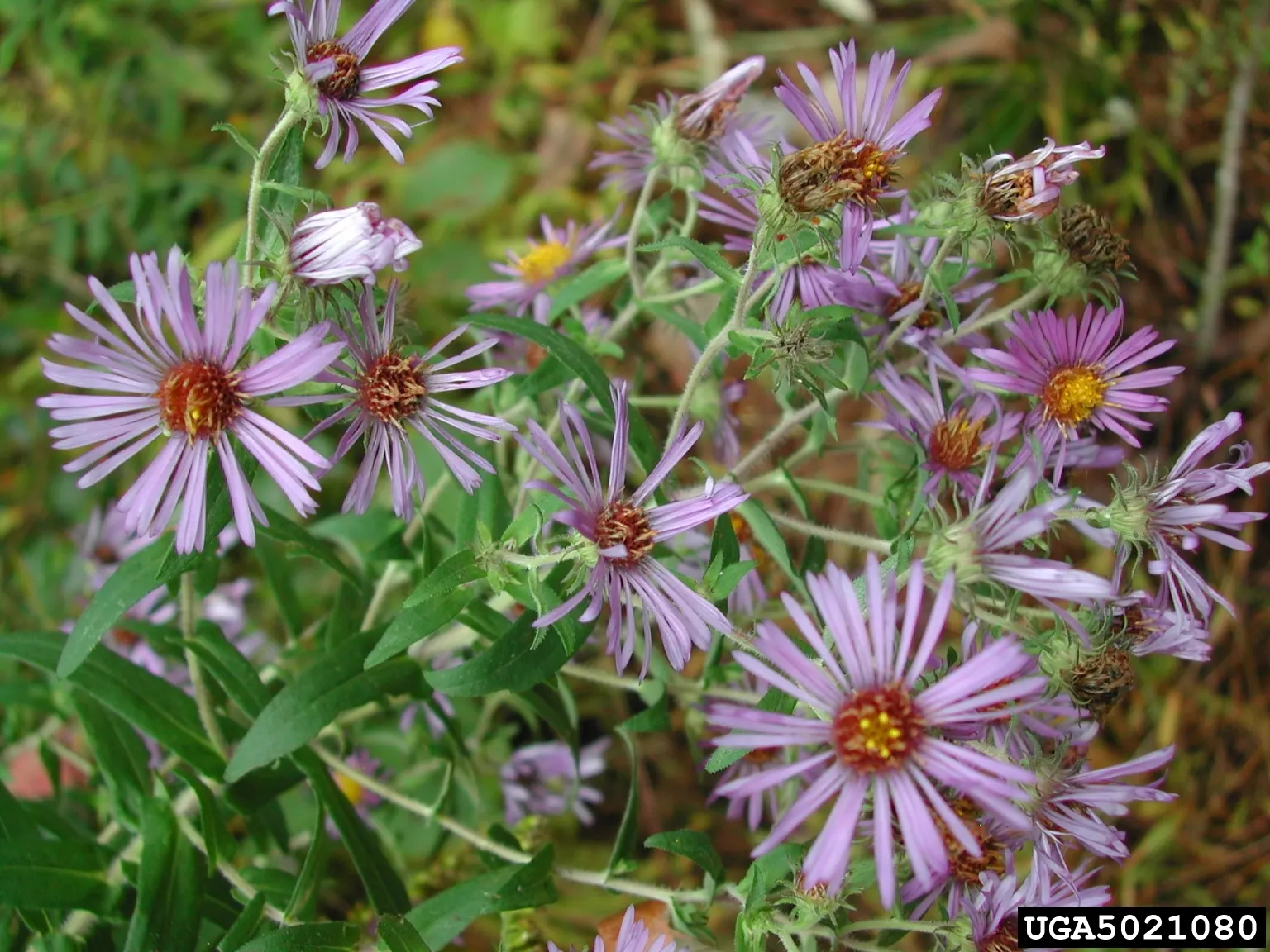 New England Aster (Aster Novae-Angliae) — celebrated for its vibrant purple to magenta blossoms; the New England Aster thrives in full sunlight, image 78