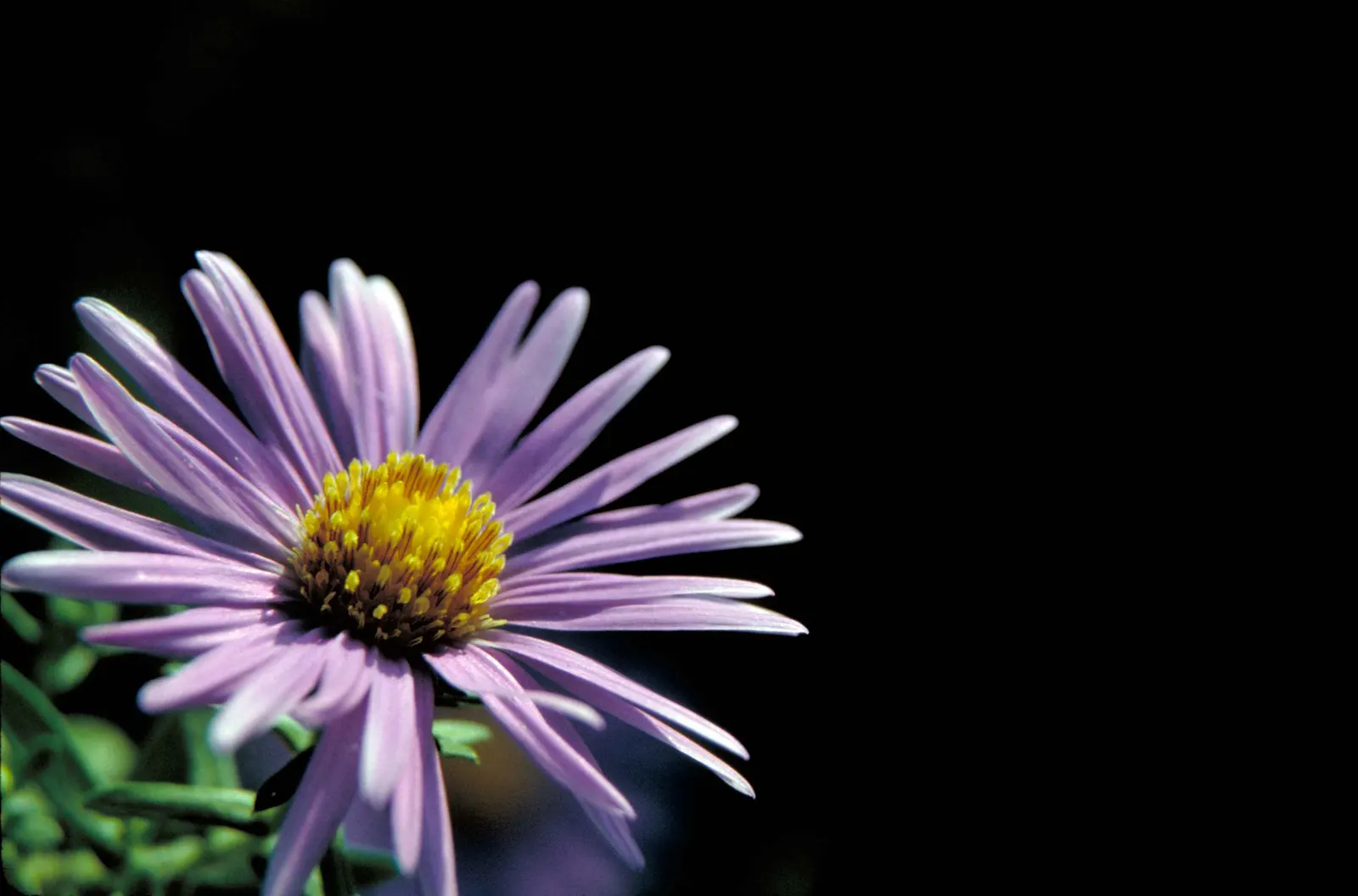 New England Aster (Aster Novae-Angliae) — particularly attracting butterflies; indigenous to the Northeastern United States, image 133