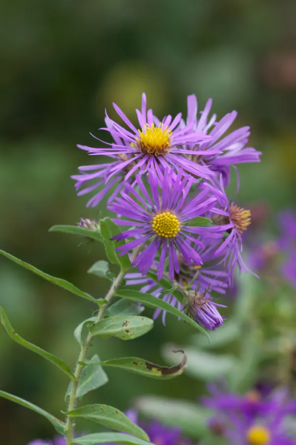 New England Aster (Aster Novae-Angliae) — indigenous to the Northeastern United States; the New England Aster (Aster novae-angliae) is a, image 146