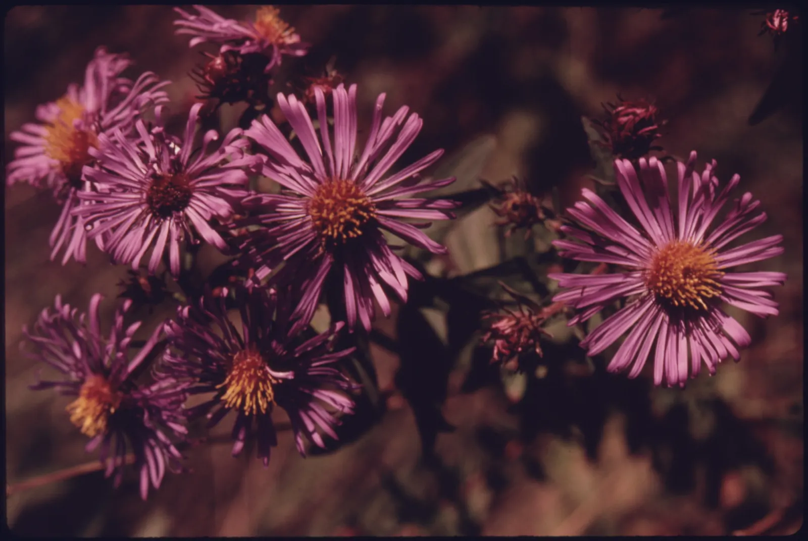 New England Aster (Aster Novae-Angliae) — it boasts vibrant purple to rose-hued blooms; and flourishes in full sun to partial shade, image 119