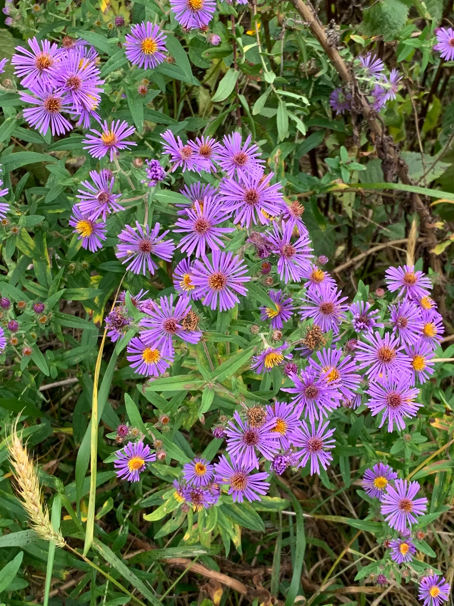 New England Aster (Aster Novae-Angliae) — Reaching heights of 3-6 feet with a spread of 2-3 feet; particularly attracting butterflies, image 141