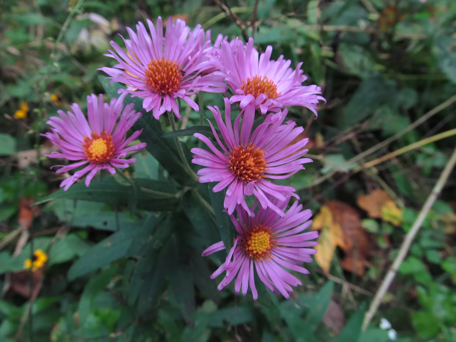 New England Aster (Aster Novae-Angliae) — Typically blooming in the late summer through fall; occasional pruning may be necessary to maintain a, image 148