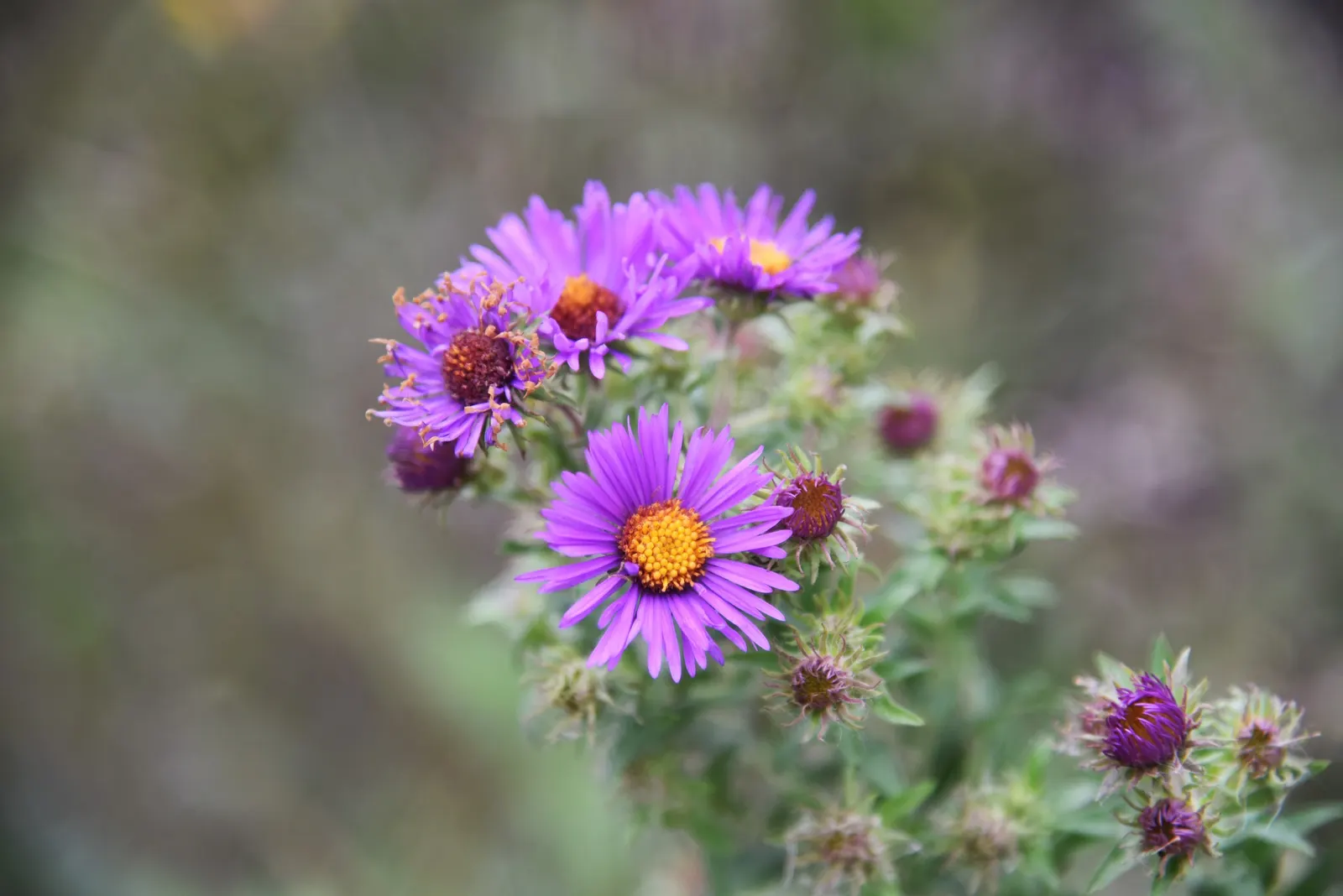 New England Aster (Aster Novae-Angliae) — it boasts vibrant purple to rose-hued blooms; and flourishes in full sun to partial shade, image 96