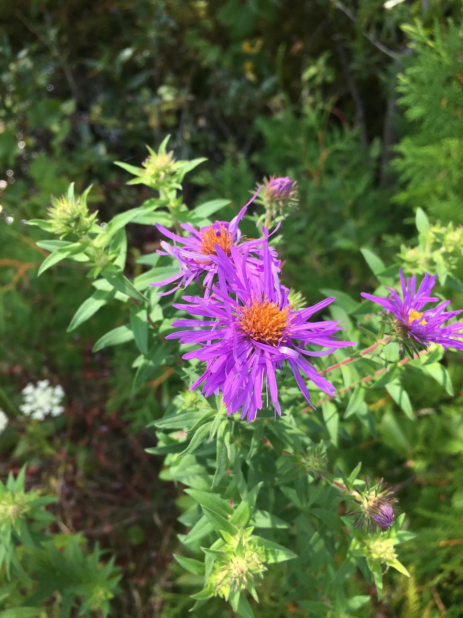 New England Aster (Aster Novae-Angliae) — perennial for full; given its height and potential for a bushy growth habit, image 138