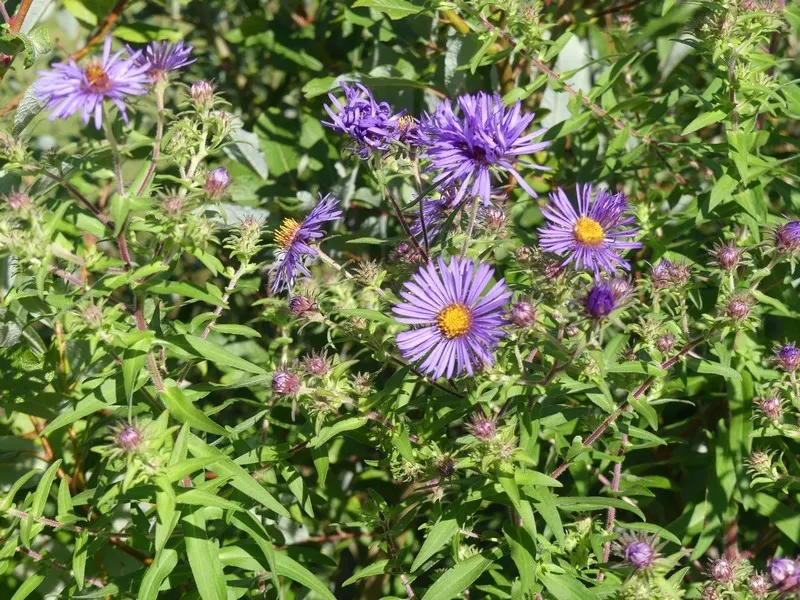 New England Aster (Aster Novae-Angliae) — which can offer an additional layer of life and activity to the landscape; but can also endure partial, image 134