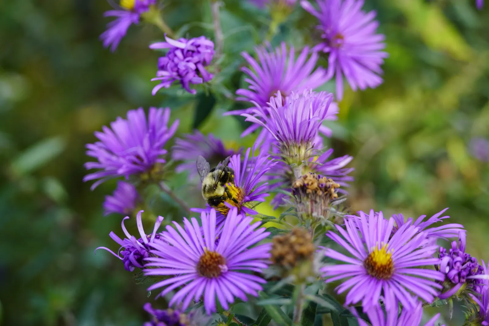 New England Aster (Aster Novae-Angliae) — it provides a dramatic splash of color leading up to the first frosts of winter; these flowers attract, image 103