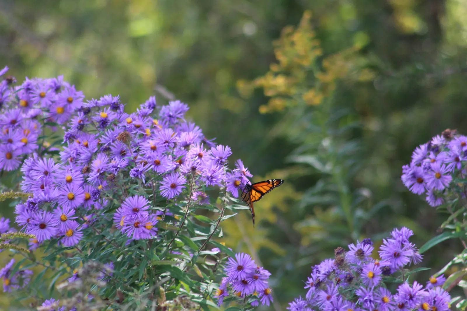 New England Aster (Aster Novae-Angliae) — particularly attracting butterflies; indigenous to the Northeastern United States, image 87