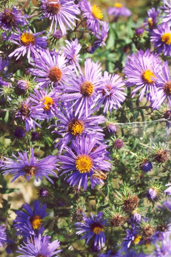 New England Aster (Aster Novae-Angliae) — but can also endure partial shade; typically blooming in the late summer through fall, image 153