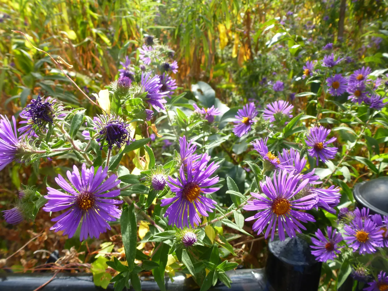 New England Aster (Aster Novae-Angliae) — It's noteworthy for its resilience against common pests and diseases; the New England Aster (Aster, image 132