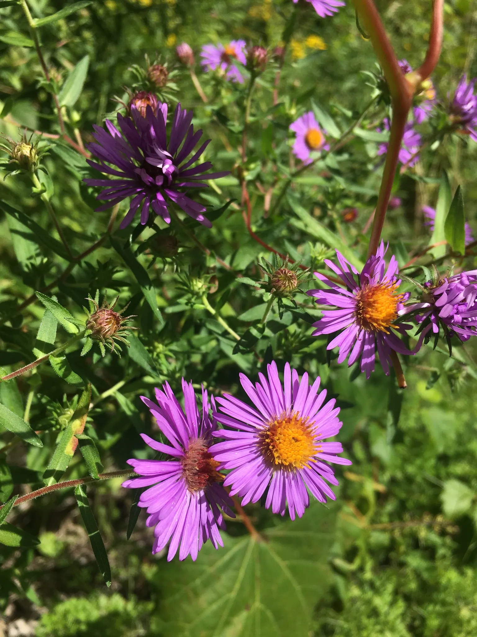 New England Aster (Aster Novae-Angliae) — Given its height and potential for a bushy growth habit; supporting a symbiotic relationship with the, image 135