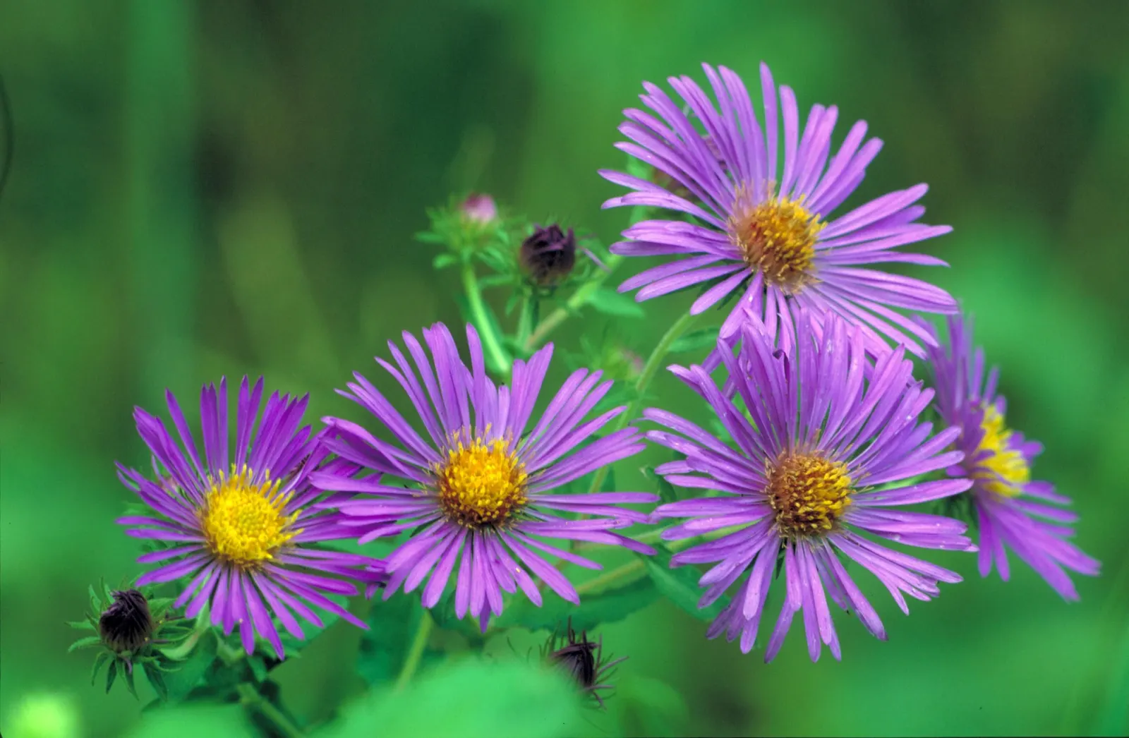 New England Aster (Aster Novae-Angliae) — This hardy plant can reach an impressive height of 3 to 6 feet with a spread of about 2 to 3 feet, image 150