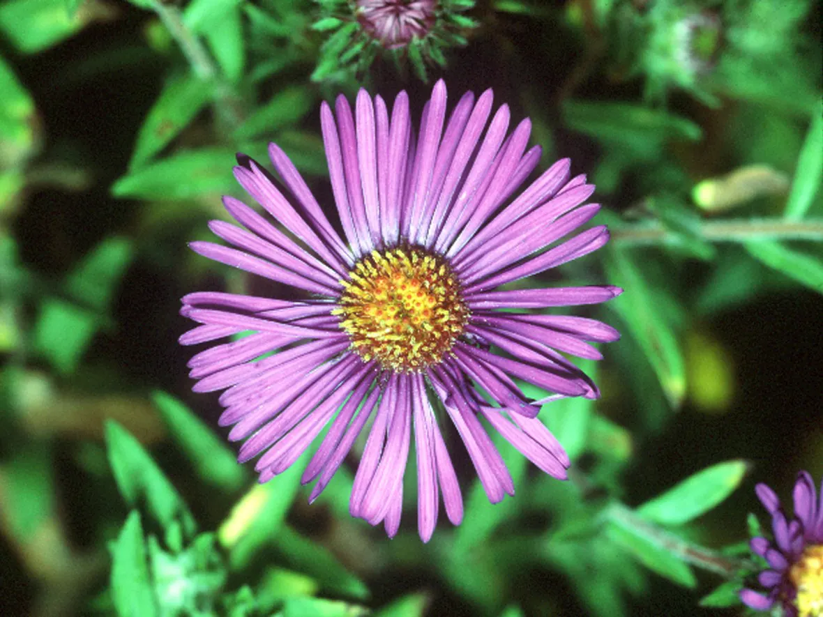 New England Aster (Aster Novae-Angliae) — celebrated for its vibrant purple to magenta blossoms; the New England Aster thrives in full sunlight, image 147