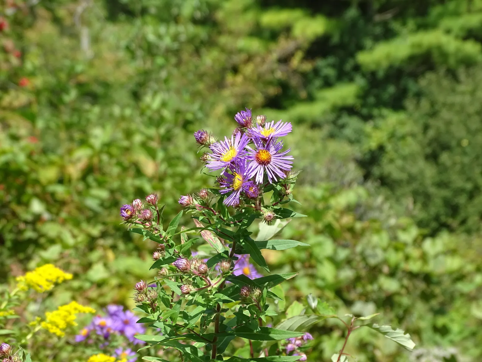 New England Aster (Aster Novae-Angliae) — occasional pruning may be necessary to maintain a tidy appearance; offering late-season color and, image 136