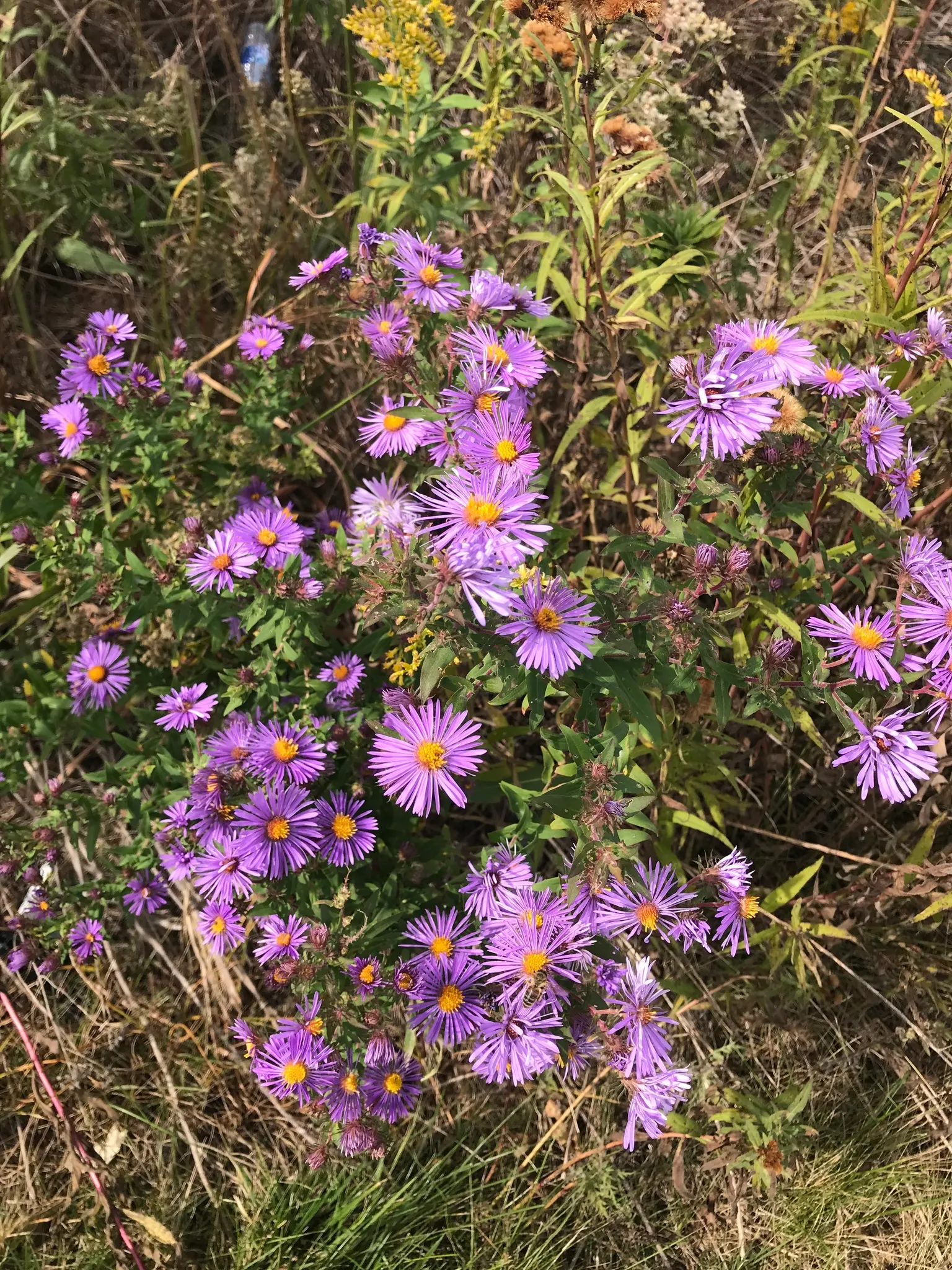 New England Aster (Aster Novae-Angliae) — offering late-season color and wildlife support; it prefers moist, well-drained soils with a pH that, image 144