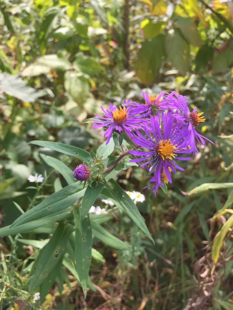 New England Aster (Aster Novae-Angliae) — The New England Aster (Aster novae-angliae) is a hardy perennial; it boasts vibrant purple to rose-hued, image 139