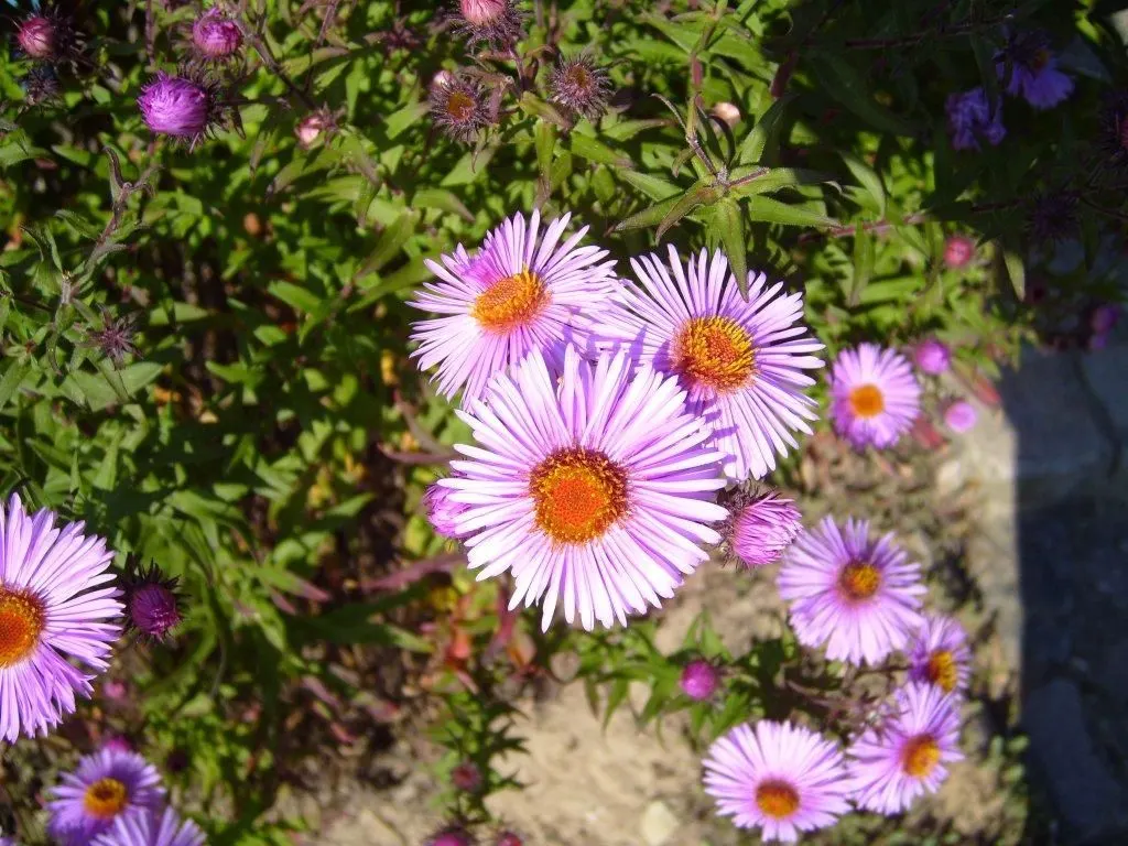 New England Aster (Aster Novae-Angliae) — particularly attracting butterflies; indigenous to the Northeastern United States, image 110