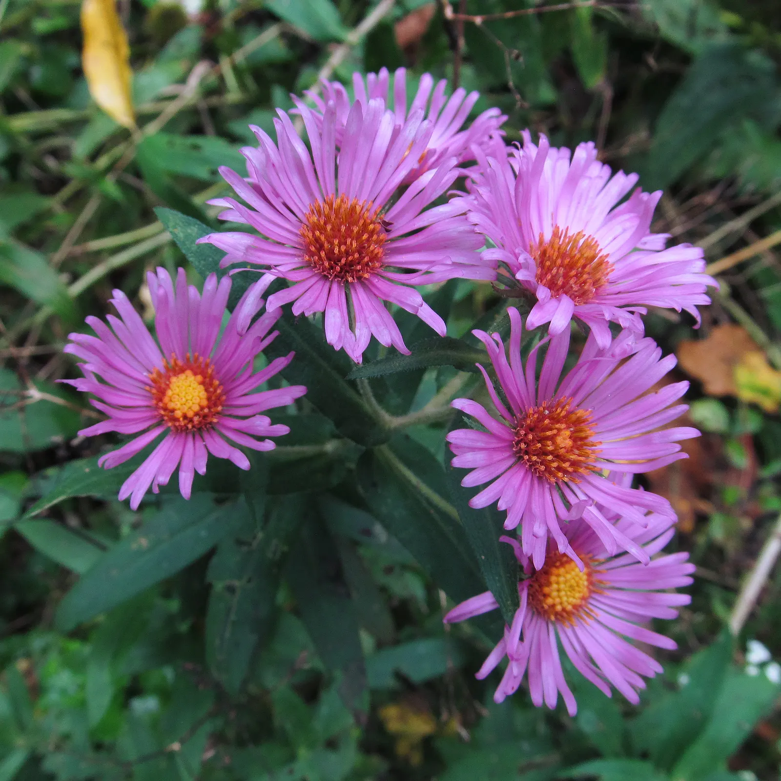 New England Aster (Aster Novae-Angliae) — it provides a dramatic splash of color leading up to the first frosts of winter; these flowers attract, image 149