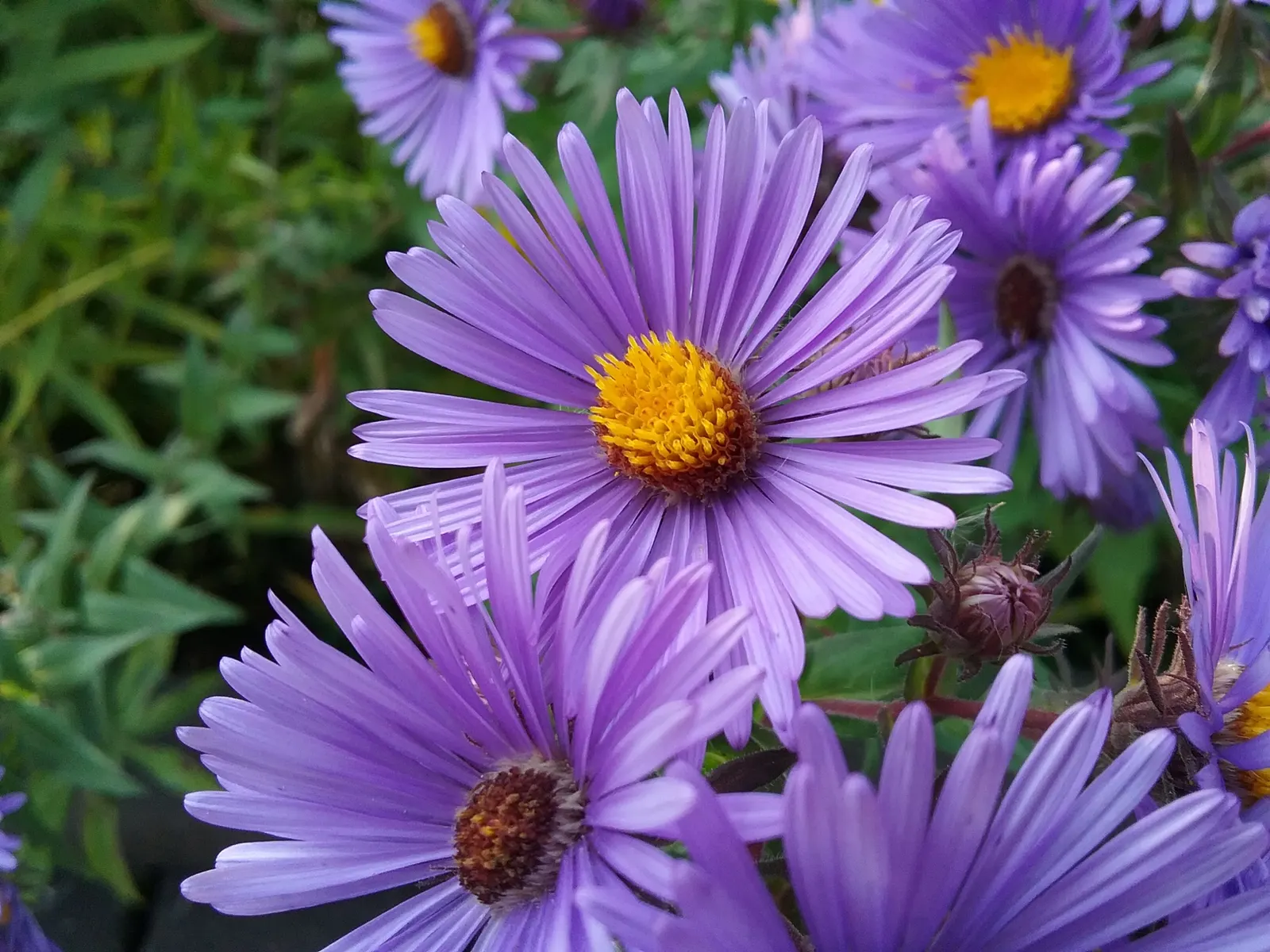 New England Aster (Aster Novae-Angliae) — The New England Aster (Aster novae-angliae) is a charismatic perennial; perennial for full, image 145