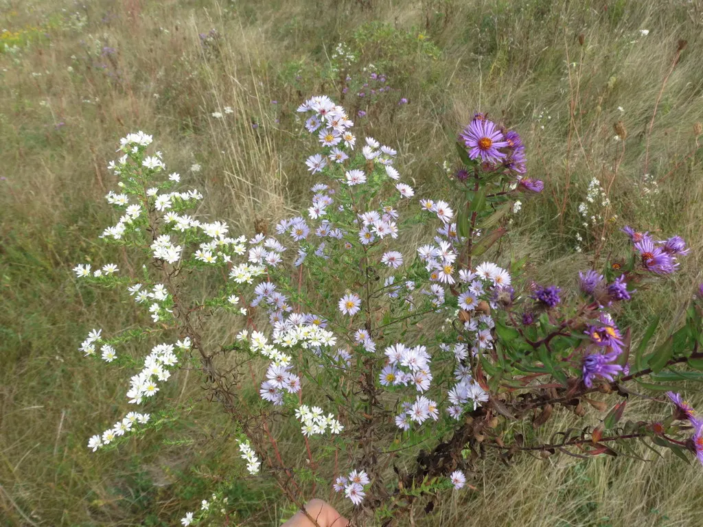 New England Aster (Aster Novae-Angliae) — supporting a symbiotic relationship with the region's native wildlife; making it a striking backdrop or a, image 91
