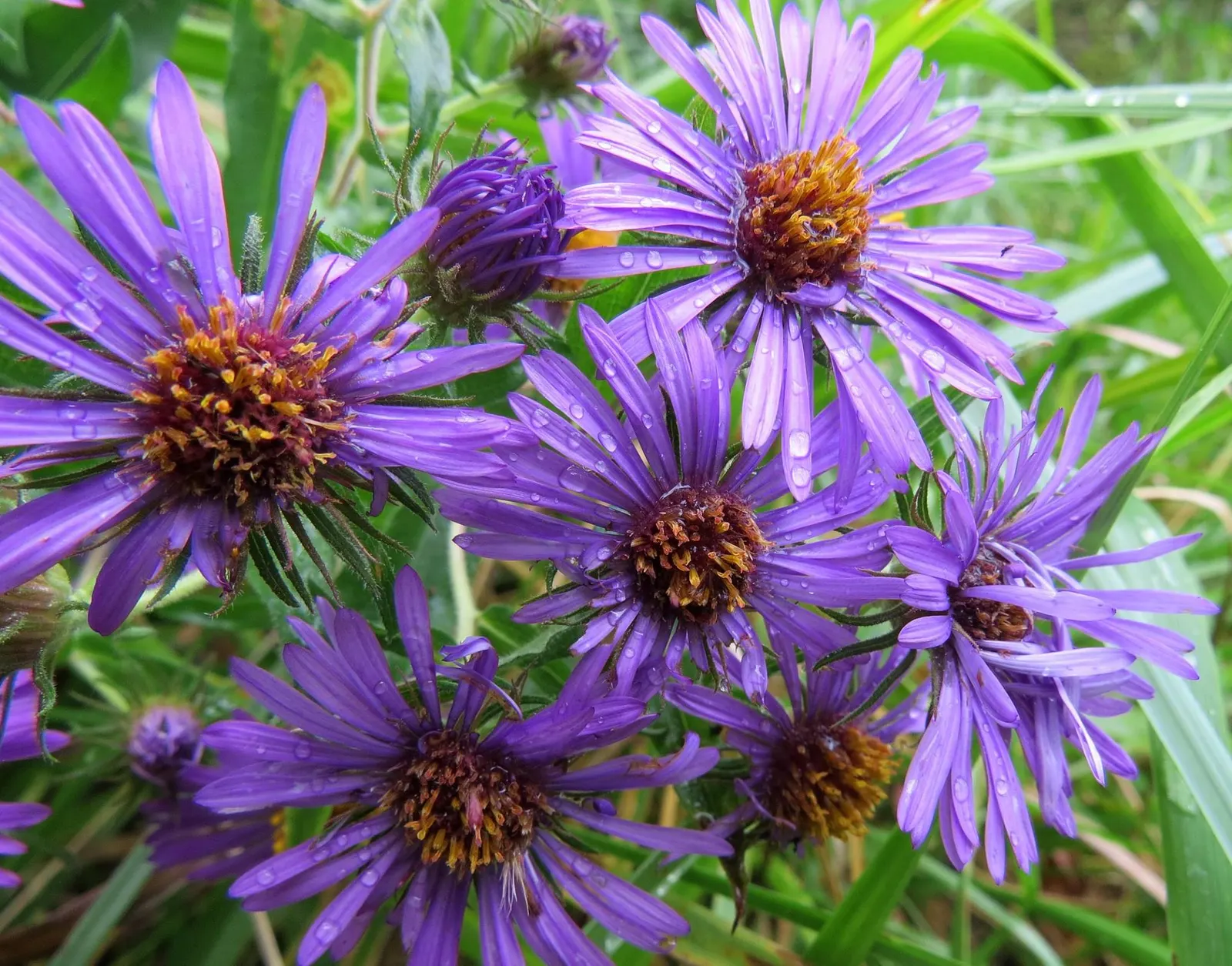 New England Aster (Aster Novae-Angliae) — It prefers moist, well-drained soils with a pH that ranges from mildly acidic to neutral; it's noteworthy, image 131