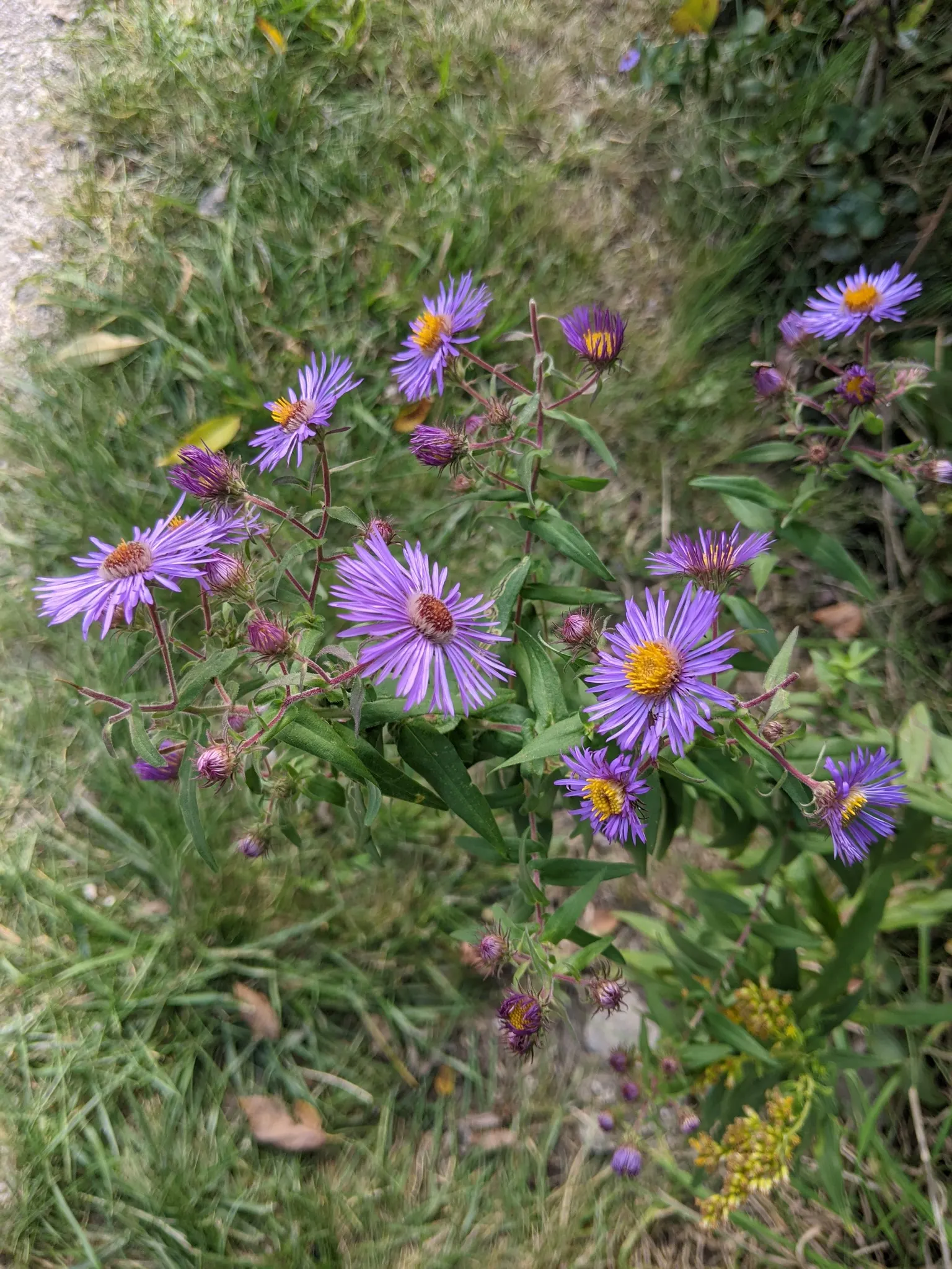 New England Aster (Aster Novae-Angliae) — and flourishes in full sun to partial shade; it provides a dramatic splash of color leading up to the, image 140