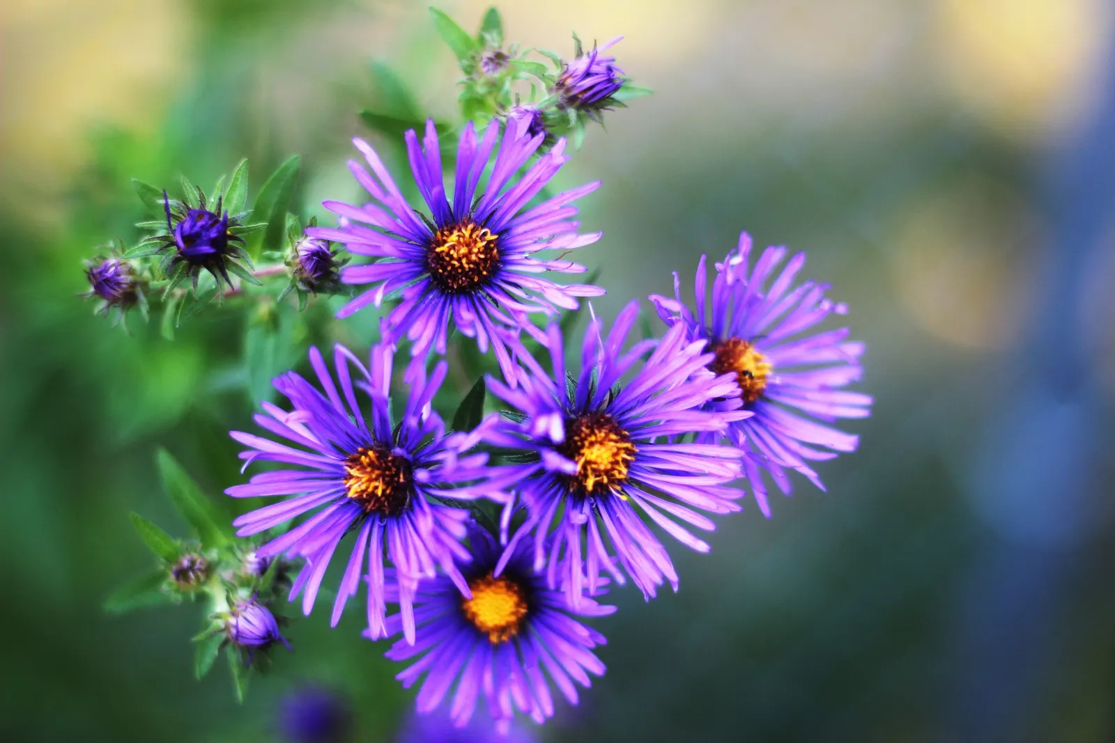 New England Aster (Aster Novae-Angliae) — These flowers attract pollinators and are ideal for borders or wildflower gardens; celebrated for its, image 97