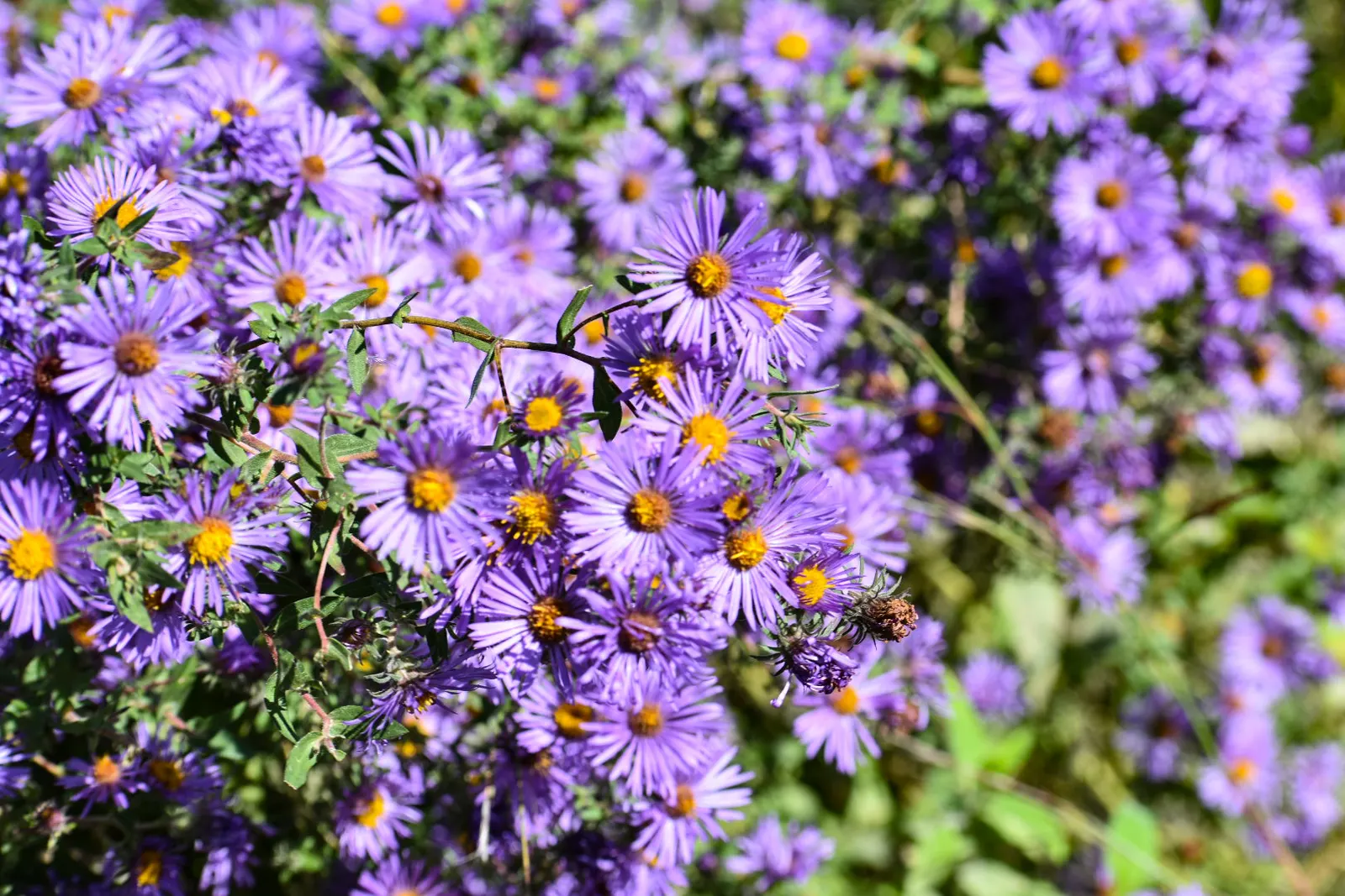 New England Aster (Aster Novae-Angliae) — The New England Aster (Aster novae-angliae) is a hardy perennial; it boasts vibrant purple to rose-hued, image 93