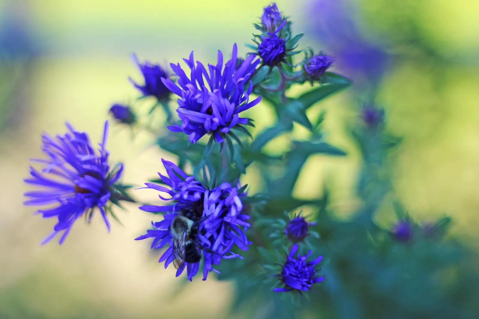 New England Aster (Aster Novae-Angliae) — Reaching heights of 3-6 feet with a spread of 2-3 feet; particularly attracting butterflies, image 95