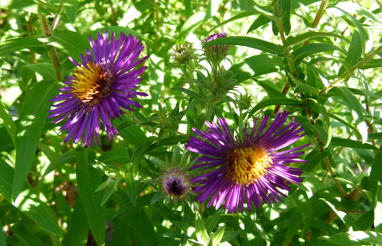 New England Aster (Aster Novae-Angliae) — The New England Aster (Aster novae-angliae) is a charismatic perennial; perennial for full, image 99