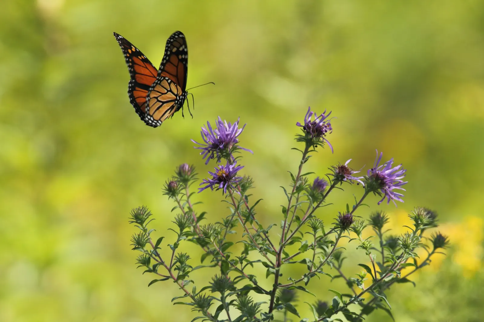 New England Aster (Aster Novae-Angliae) — perennial for full; given its height and potential for a bushy growth habit, image 92